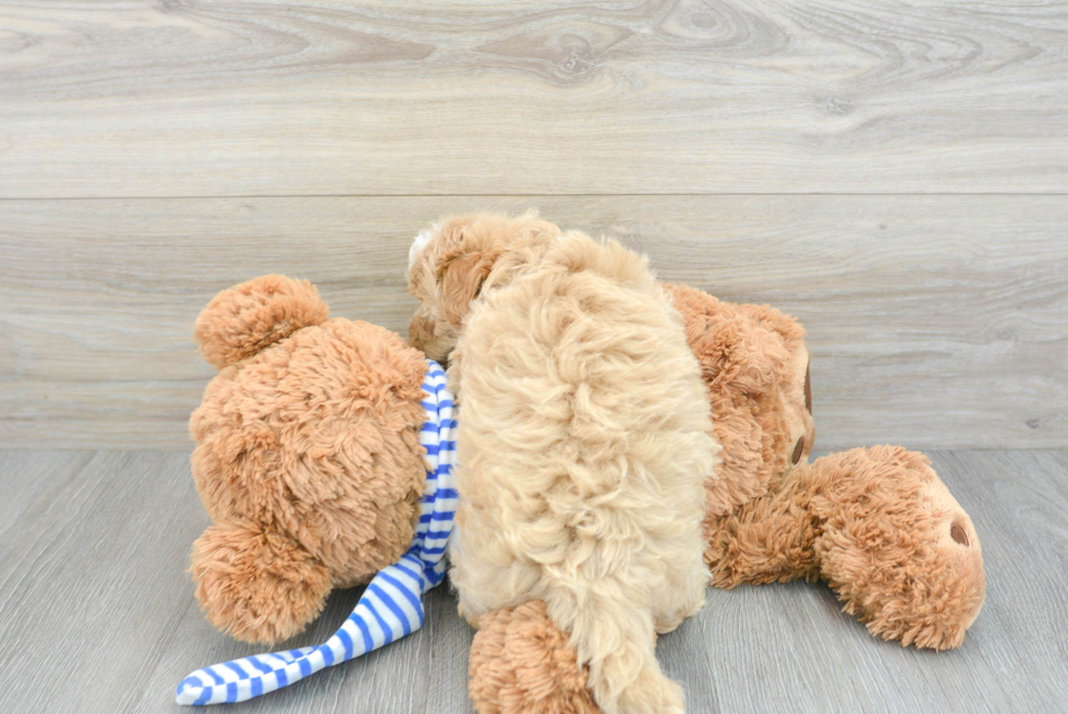 Cute Maltipoo Baby