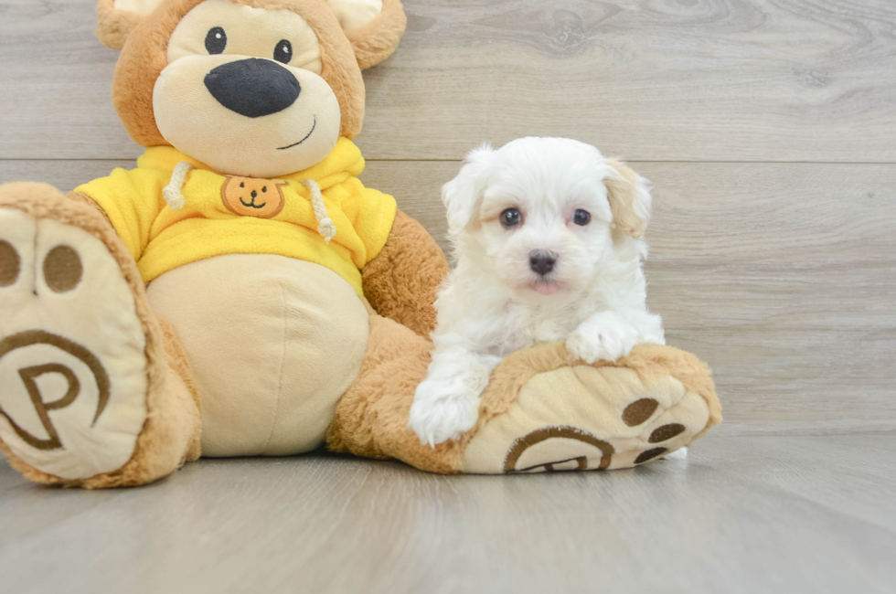 8 week old Maltipoo Puppy For Sale - Premier Pups