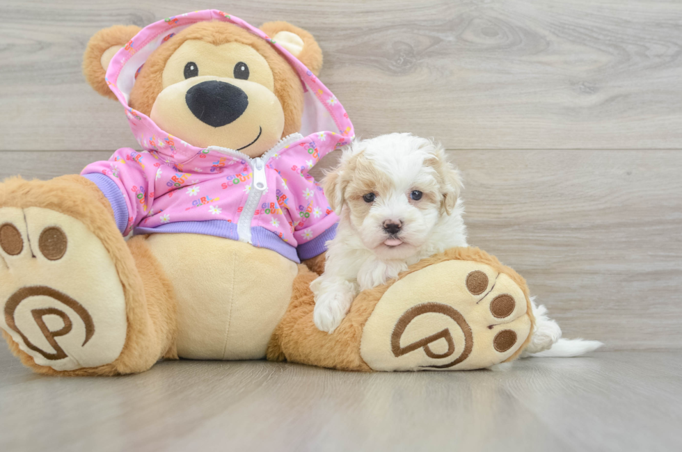 6 week old Maltipoo Puppy For Sale - Premier Pups