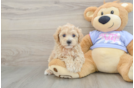 Maltipoo Puppy for Adoption