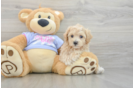 Playful Maltepoo Poodle Mix Puppy