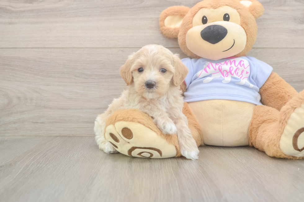 6 week old Maltipoo Puppy For Sale - Premier Pups