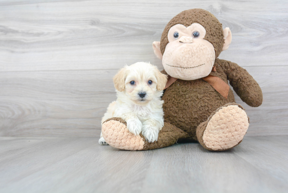 Maltipoo Puppy for Adoption