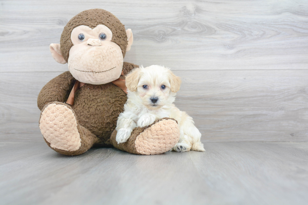 Maltipoo Puppy for Adoption