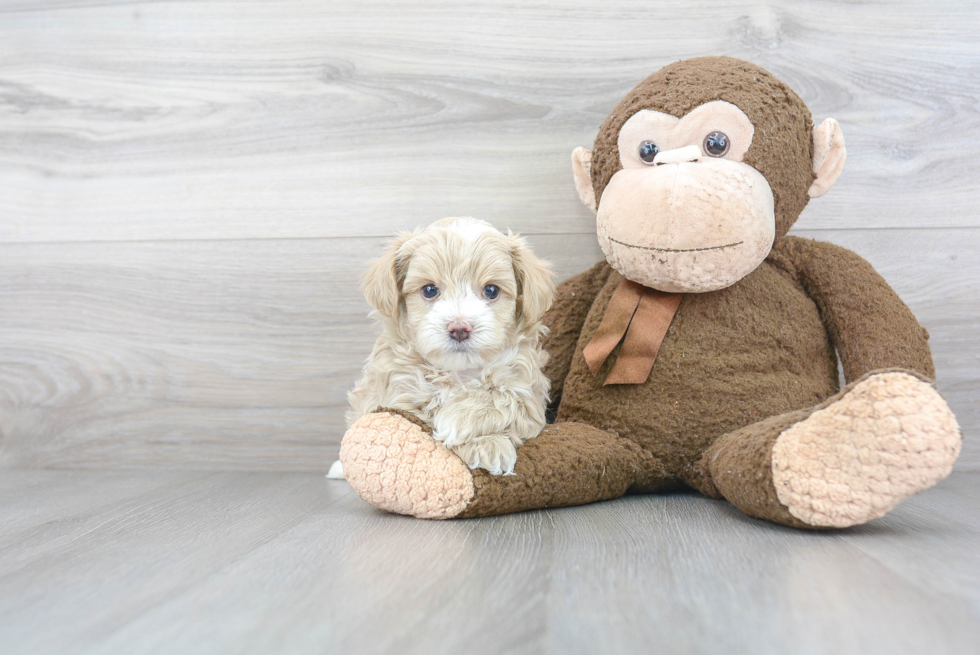 Maltipoo Puppy for Adoption