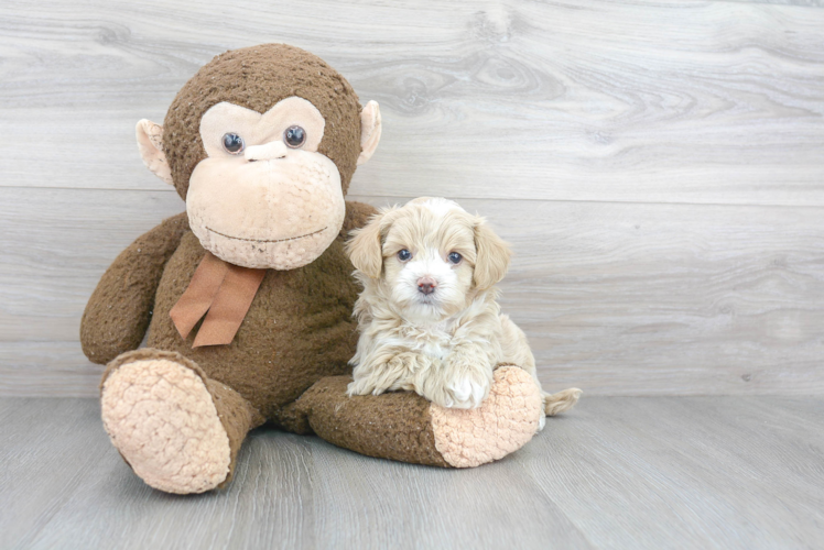 Best Maltipoo Baby