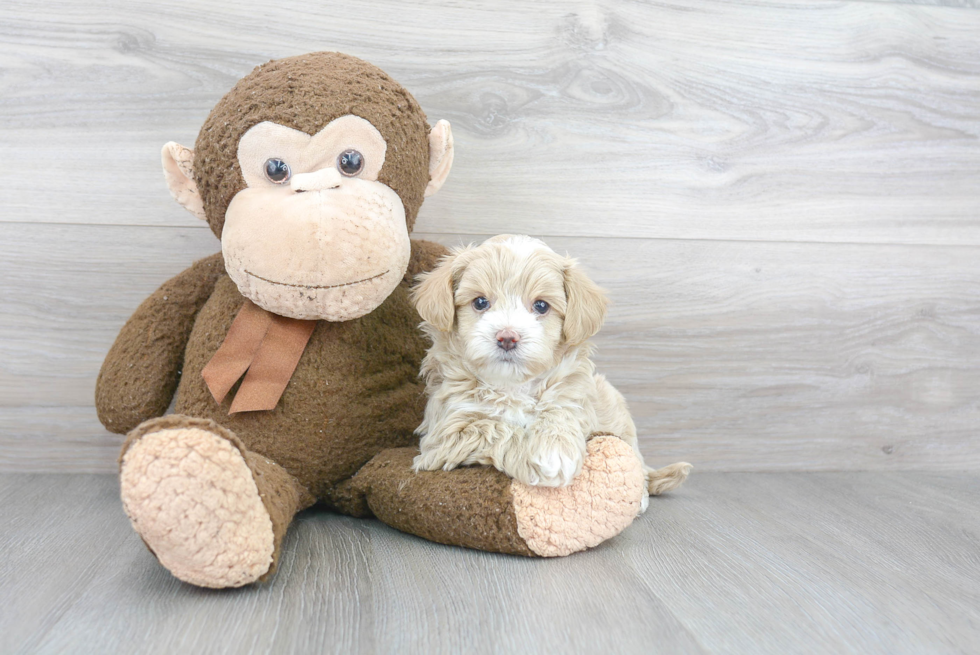 Best Maltipoo Baby