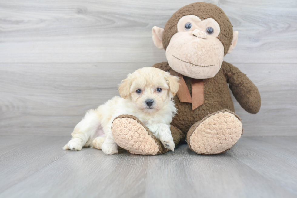 Playful Maltepoo Poodle Mix Puppy