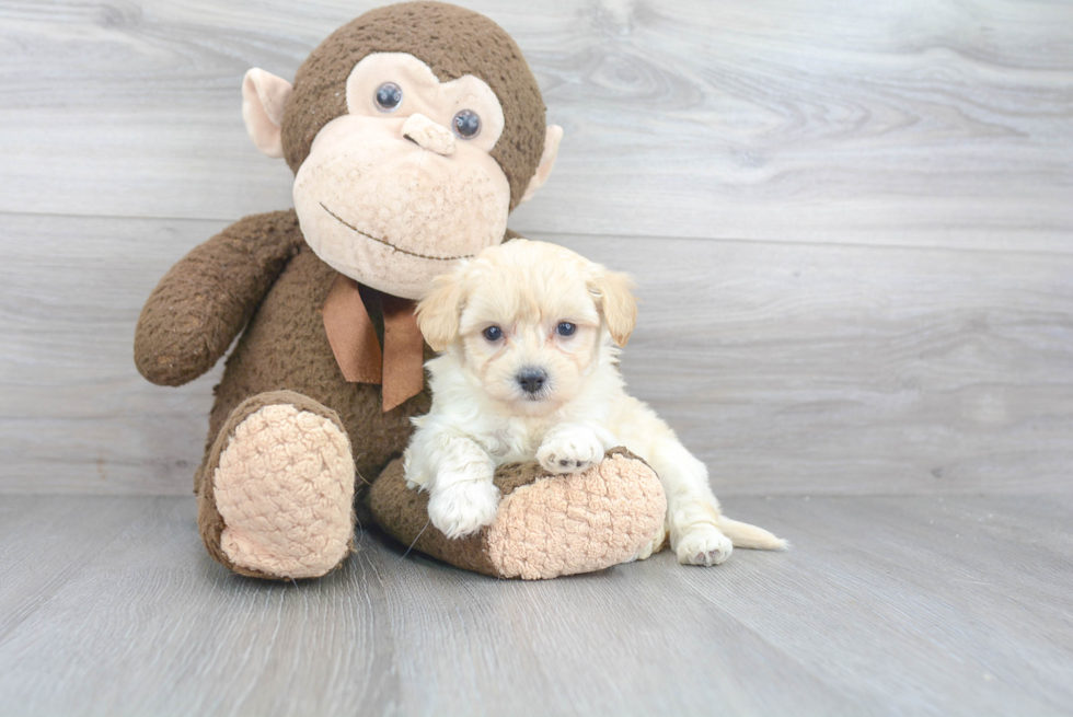 Best Maltipoo Baby