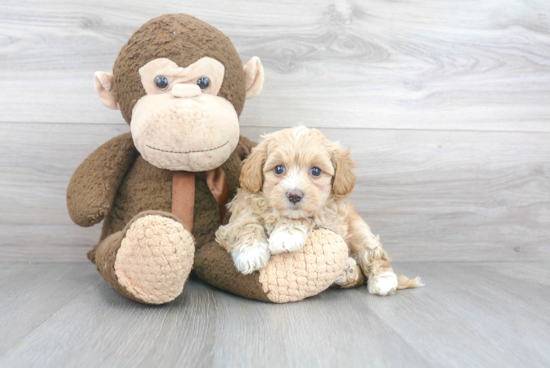 Friendly Maltipoo Baby