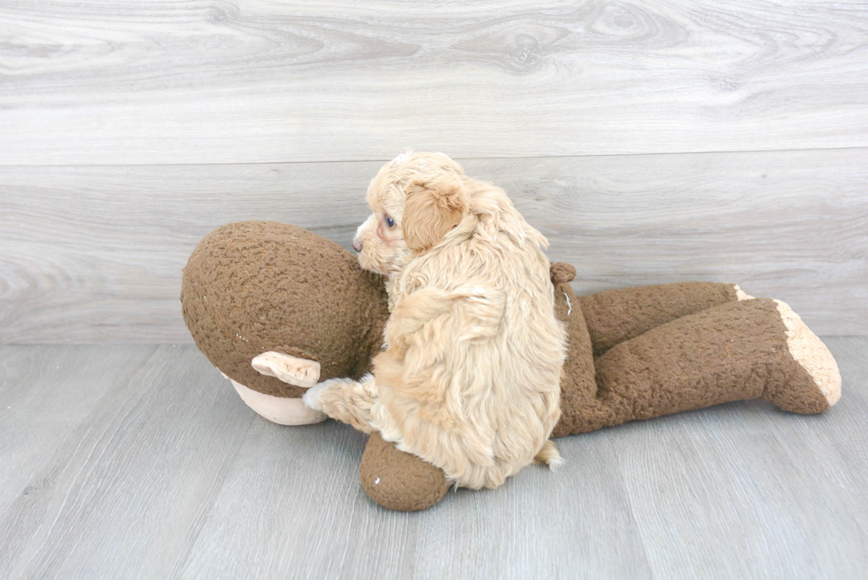 Maltipoo Pup Being Cute