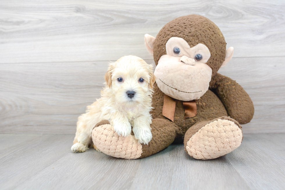 Best Maltipoo Baby