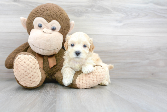 Happy Maltipoo Baby