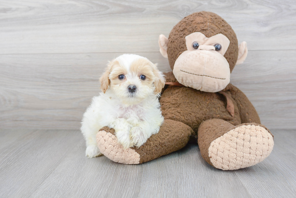 Maltipoo Puppy for Adoption