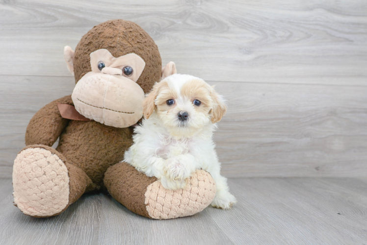 Fluffy Maltipoo Poodle Mix Pup