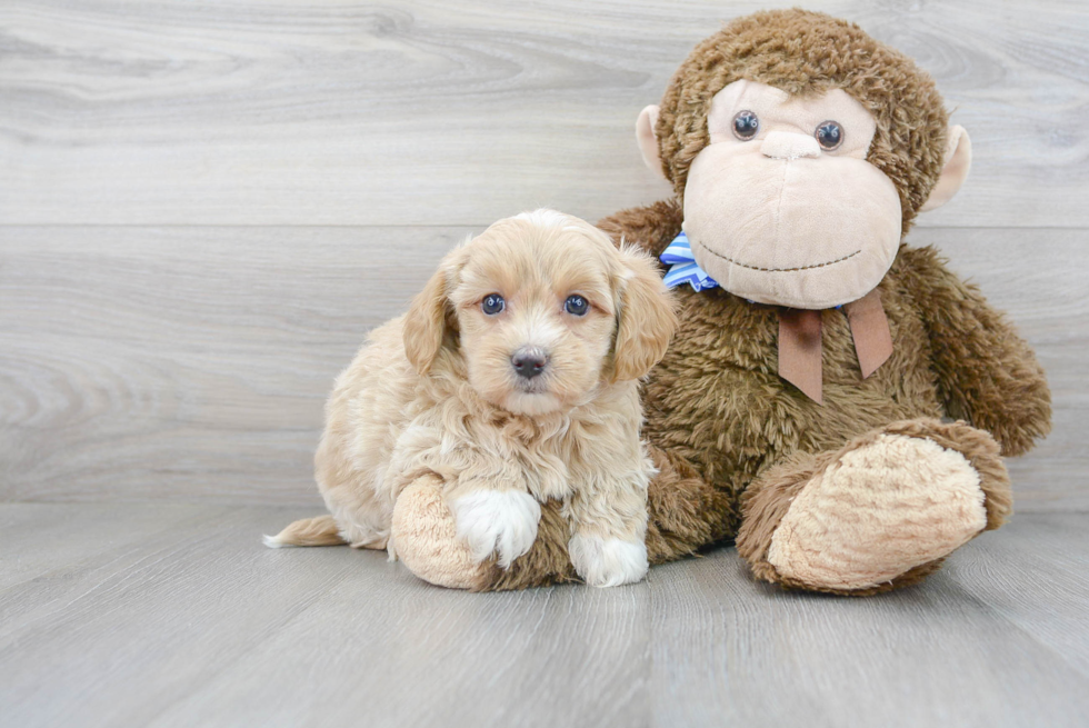 Best Maltipoo Baby