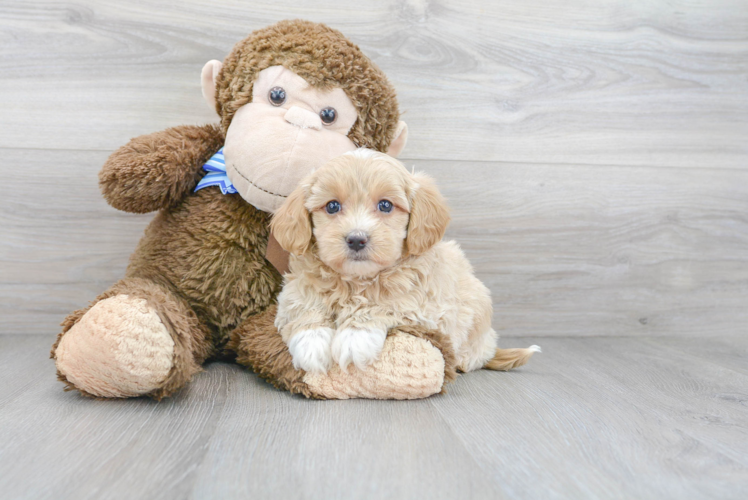 Little Maltepoo Poodle Mix Puppy