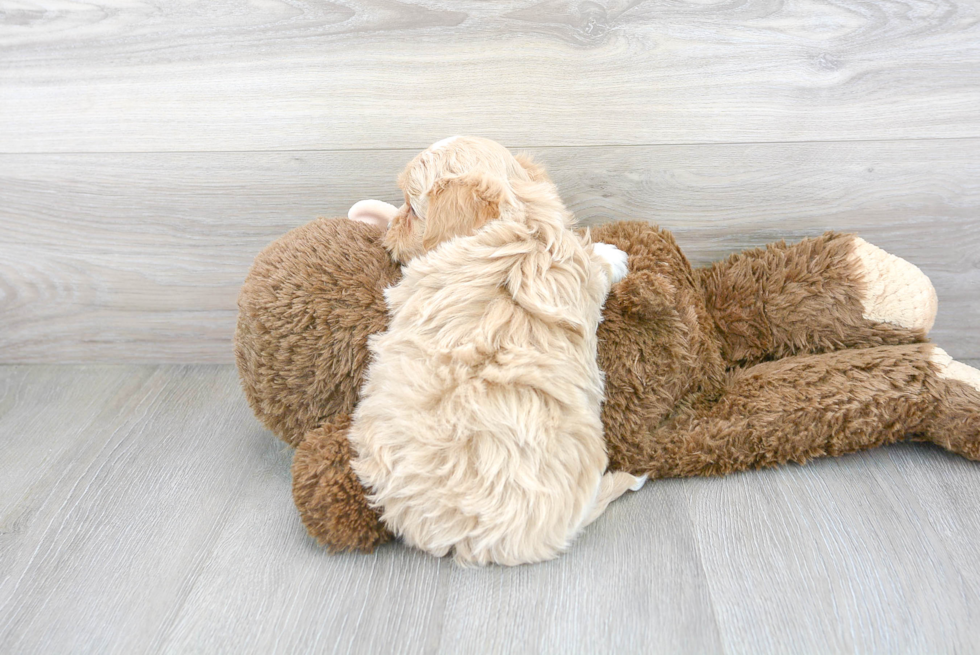 Energetic Maltese Poodle Poodle Mix Puppy