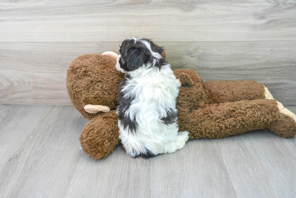 Cute Maltipoo Baby