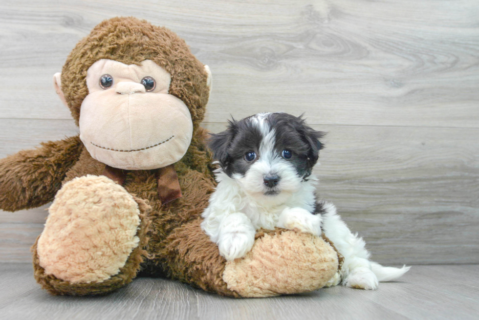 Adorable Maltese Poodle Poodle Mix Puppy