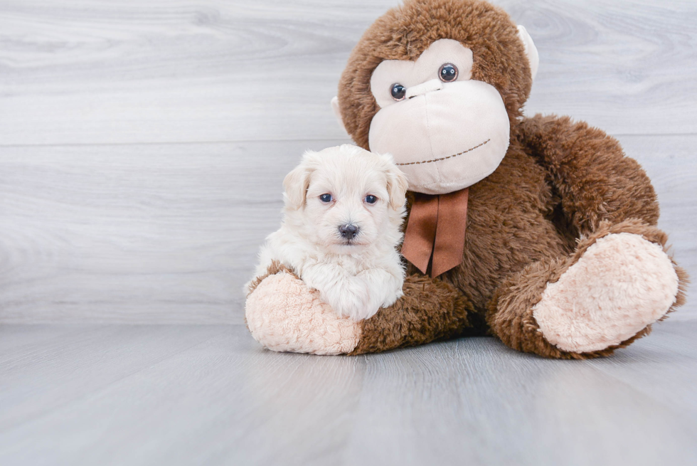 Adorable Maltese Poodle Poodle Mix Puppy