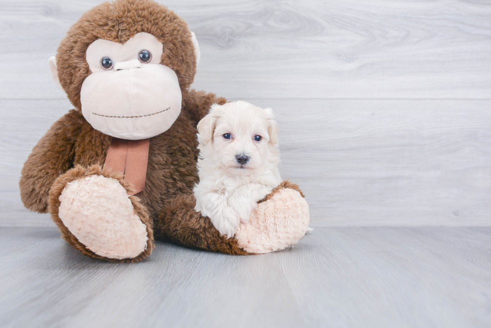 Happy Maltipoo Baby