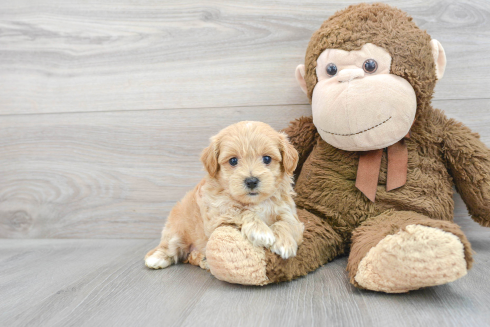 Friendly Maltipoo Baby