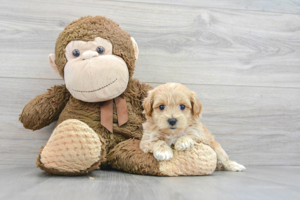 Fluffy Maltipoo Poodle Mix Pup