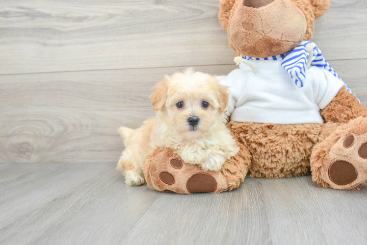 Maltipoo Pup Being Cute