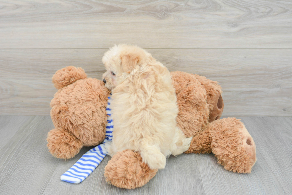 Happy Maltipoo Baby