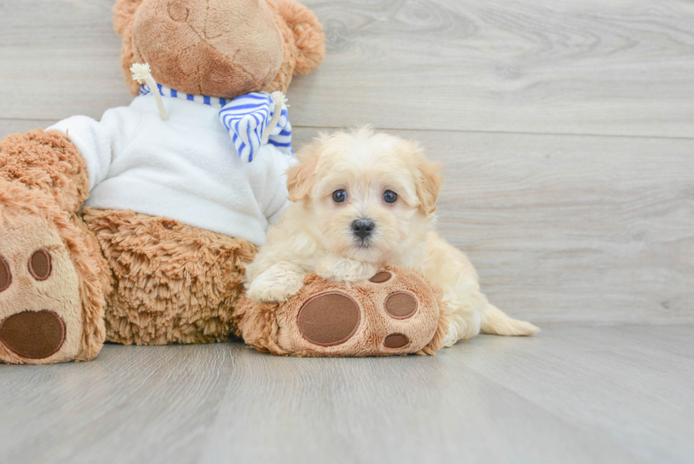 Small Maltipoo Baby