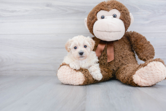 Energetic Maltepoo Poodle Mix Puppy