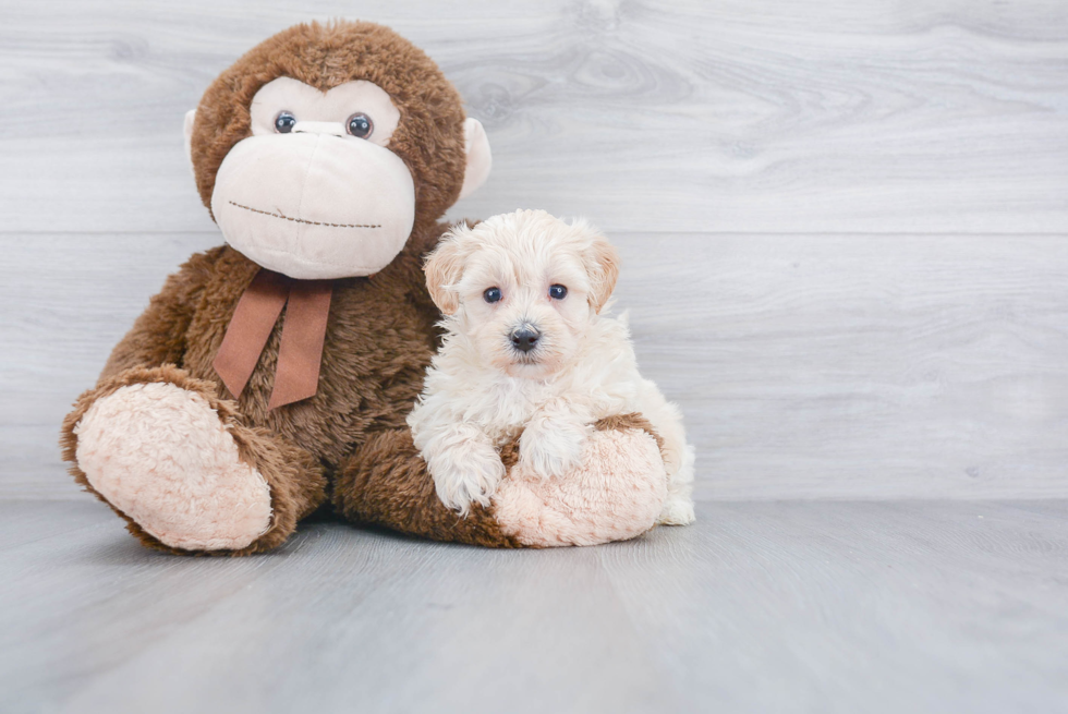 Maltipoo Puppy for Adoption