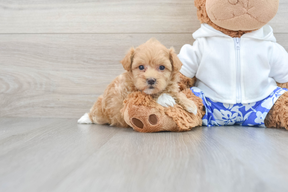 Energetic Maltese Poodle Poodle Mix Puppy