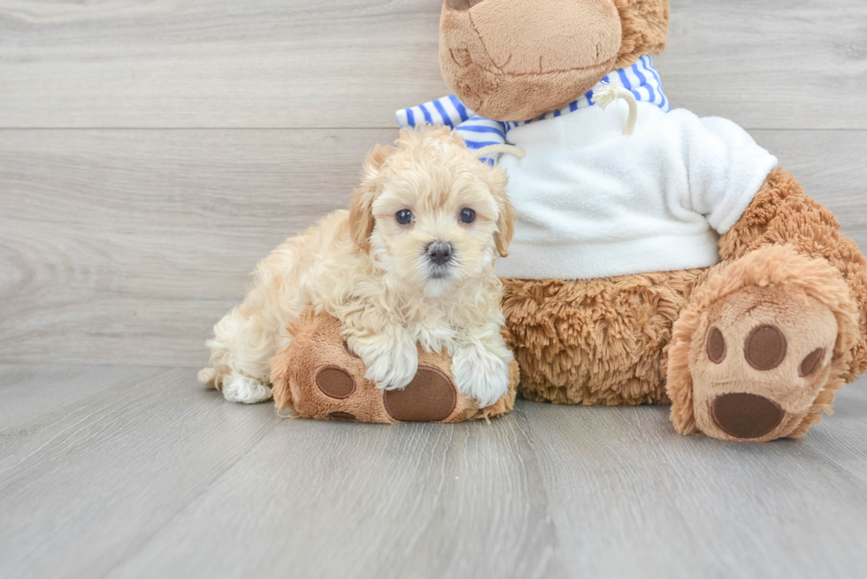 Friendly Maltipoo Baby