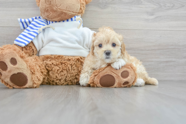 Best Maltipoo Baby