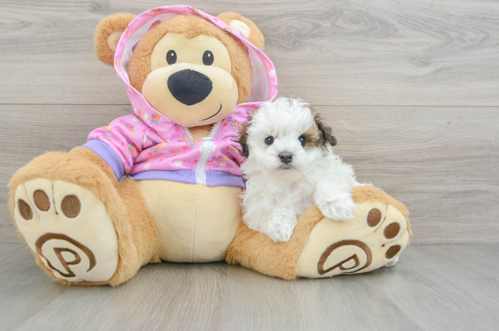 5 week old Maltipoo Puppy For Sale - Premier Pups