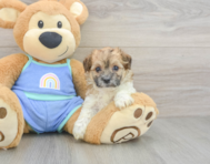 7 week old Maltipoo Puppy For Sale - Premier Pups