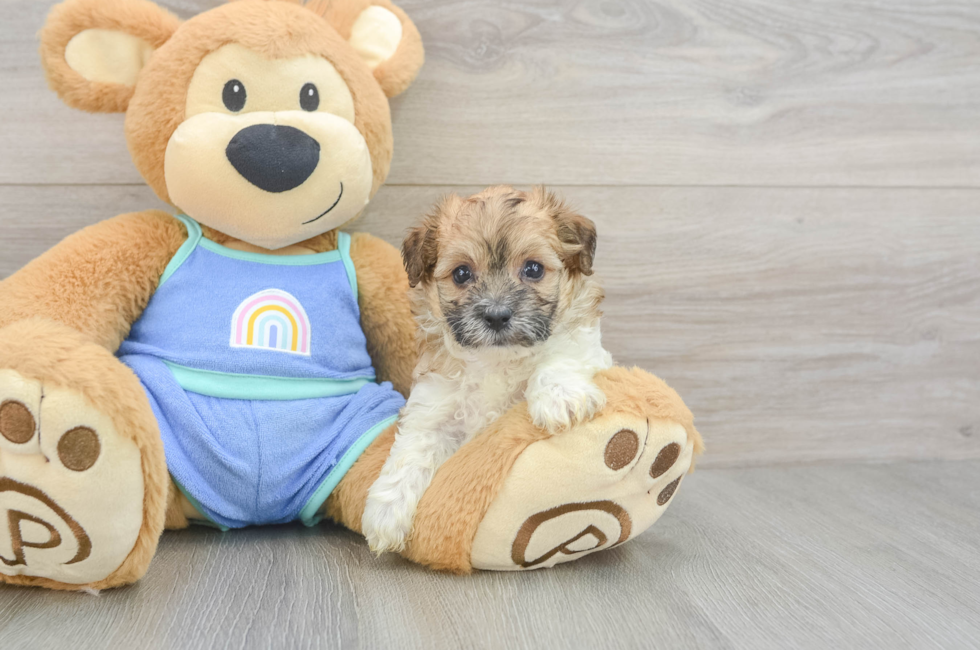 5 week old Maltipoo Puppy For Sale - Premier Pups