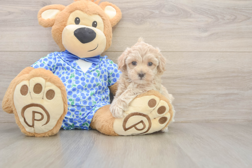 Maltipoo Pup Being Cute