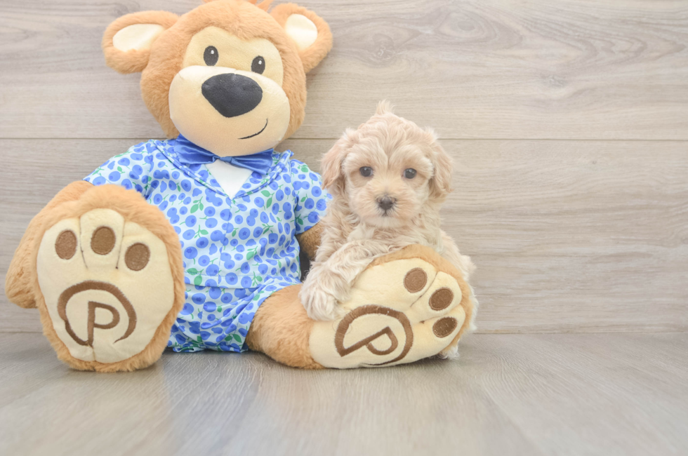 5 week old Maltipoo Puppy For Sale - Premier Pups