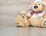 9 week old Maltipoo Puppy For Sale - Premier Pups