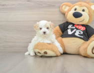 8 week old Maltipoo Puppy For Sale - Premier Pups