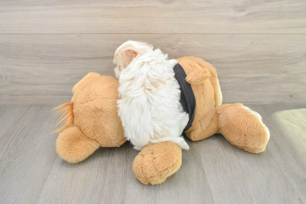 Maltipoo Pup Being Cute