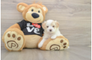 Cute Maltipoo Baby