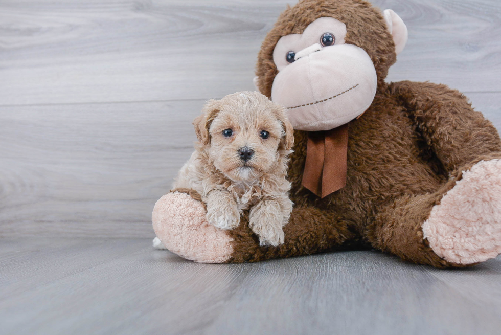 Best Maltipoo Baby