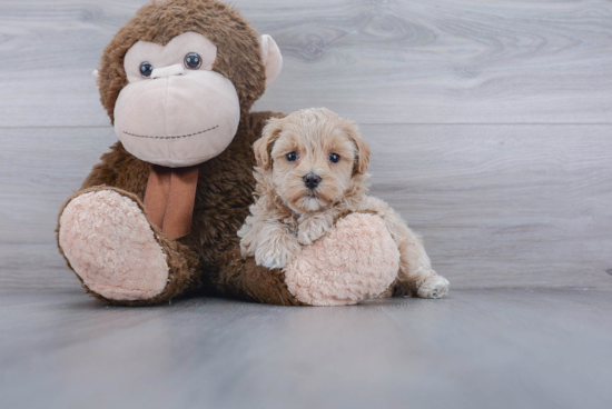 Maltipoo Pup Being Cute