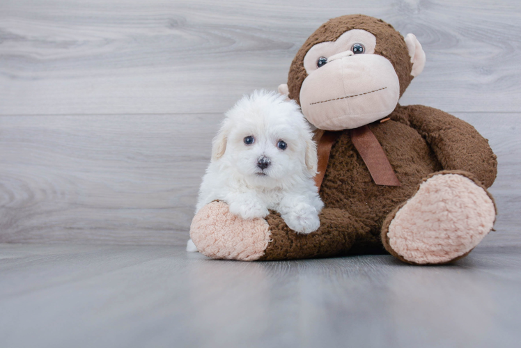 Petite Maltipoo Poodle Mix Pup