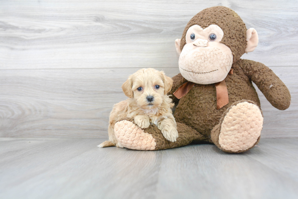 Petite Maltipoo Poodle Mix Pup