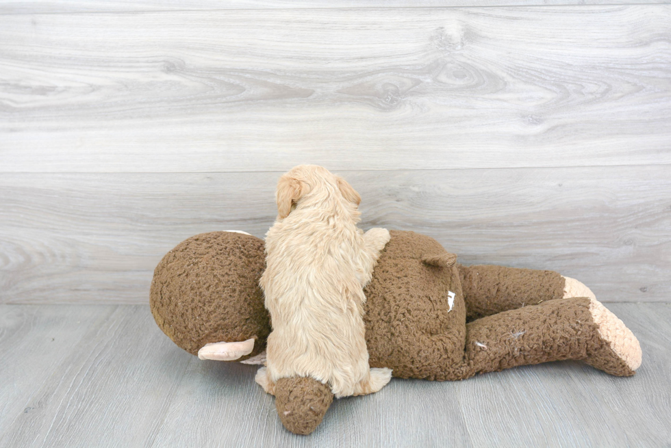 Playful Maltepoo Poodle Mix Puppy